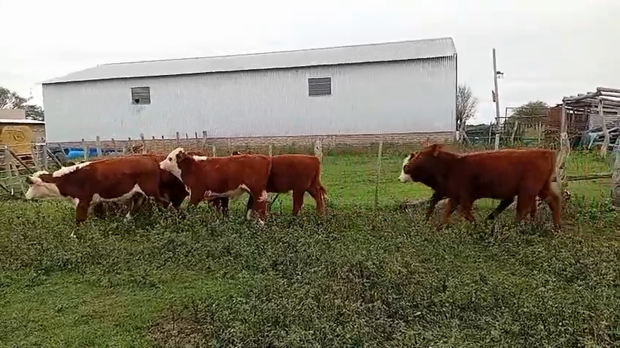 Lote 40 Terneros