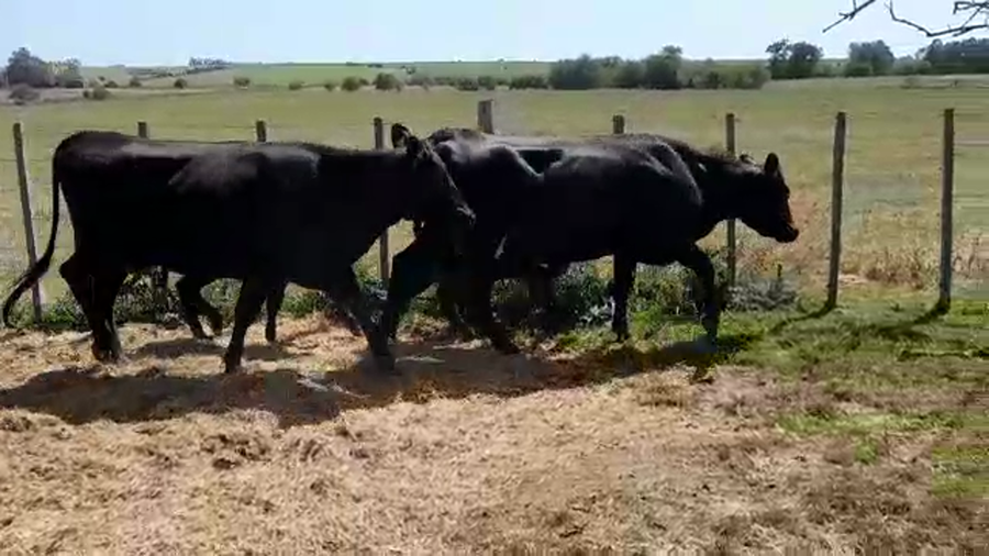 Lote (Vendido)4 Piezas de cría ANGUS/ HOLANDO a remate en PANTALLA FEDERICO GARLAND en SANTA ROSA