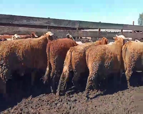 Lote 26 Novillo Gordo en Los Ángeles, VIII Región Biobío