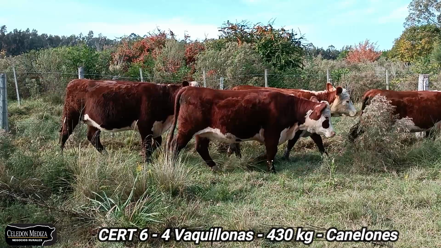Lote 4 Vaquillonas 1 a 2 años en Canelones