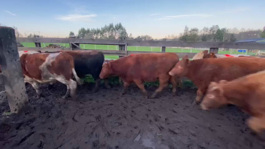 Lote 45 Novillo Engorda en Los Lagos, XIV Región Los Ríos