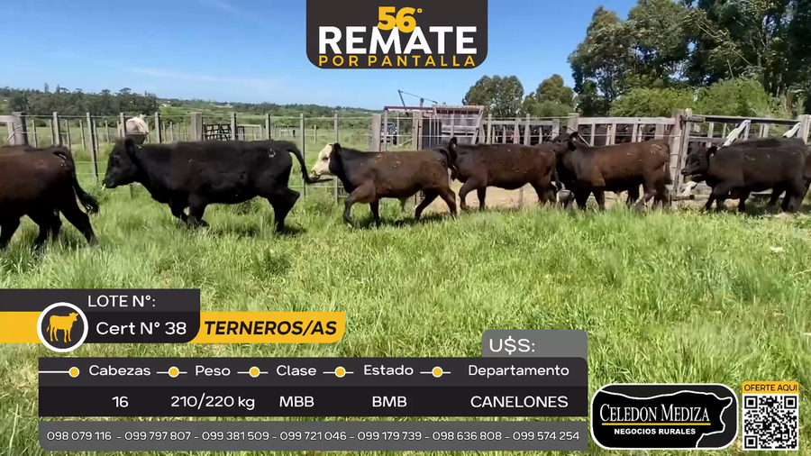 Lote 16 Terneros y Terneras en Los Cerrillos, Canelones