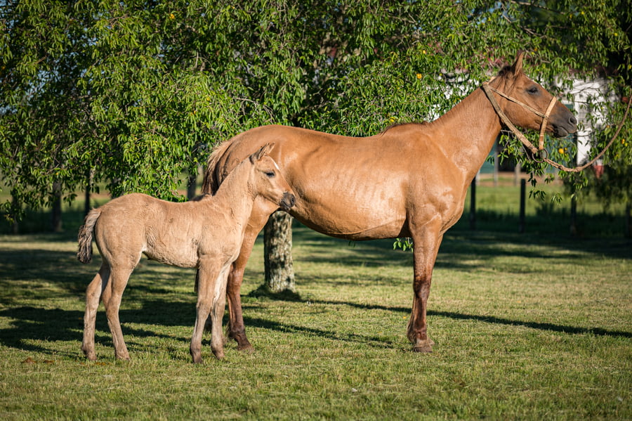 Lote Mascota del Queguay