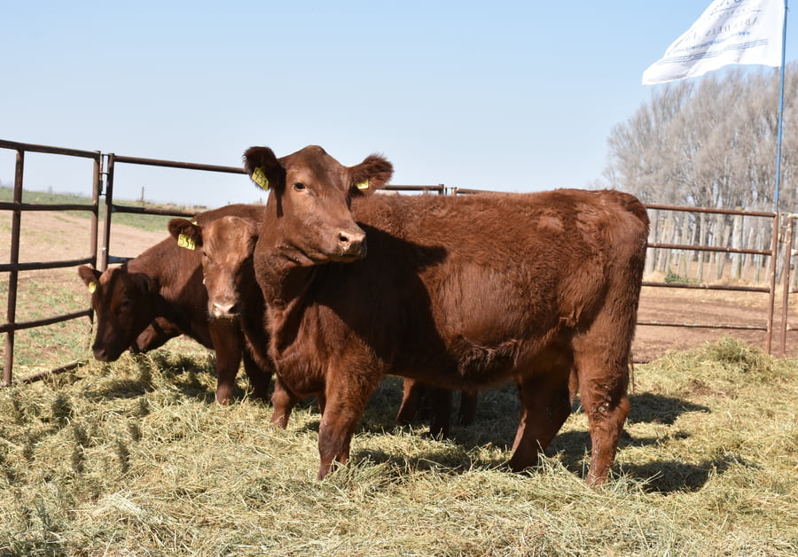 Lote VAQUILLONAS RODEO GENERAL CON GARANTÍA DE PREÑEZ  (Corral V)