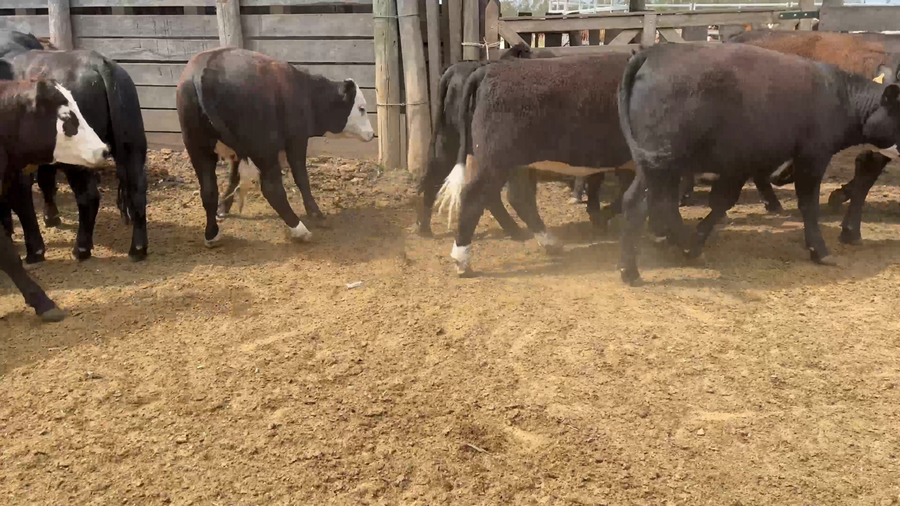 Lote 50 Vaquillonas 1 a 2 años en Sauce, Canelones