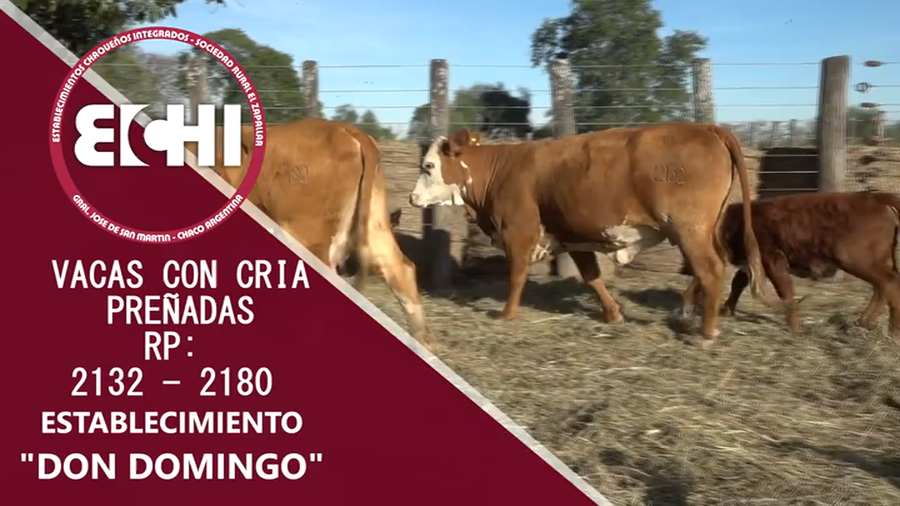 Lote VACAS PREÑADAS BRAFORD CABAÑA DON DOMINGO