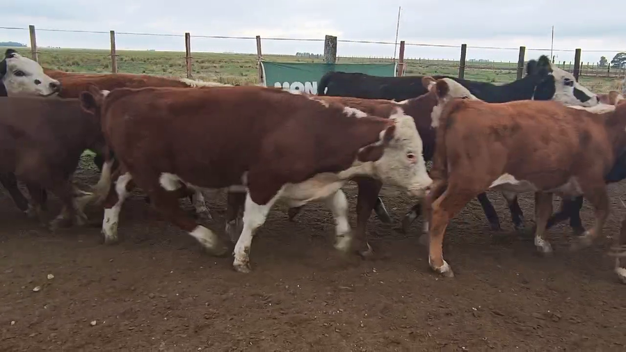 Lote 50 Novillitos en Espartillar