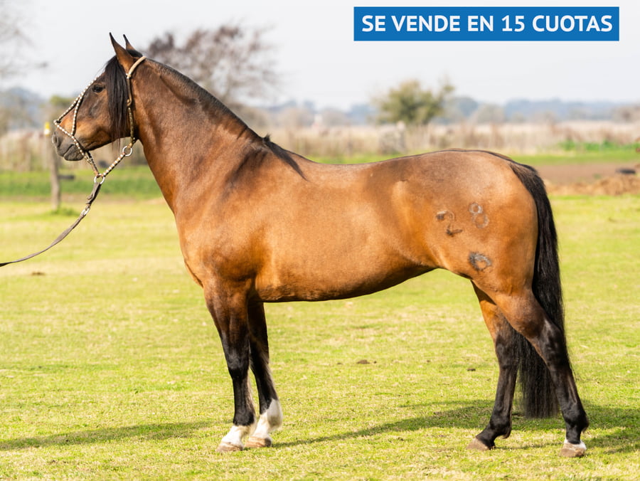 Lote YALCA HEBRA