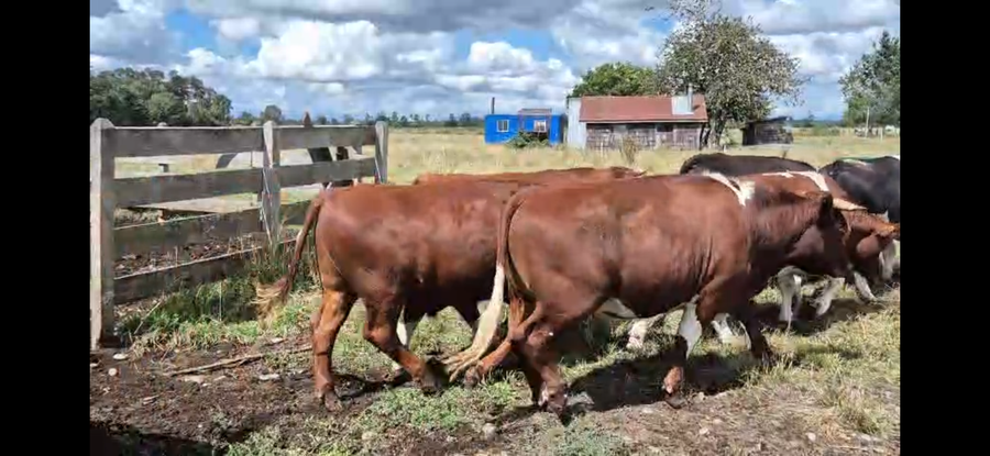 Lote 35 Novillo Engorda en Osorno, X Región Los Lagos
