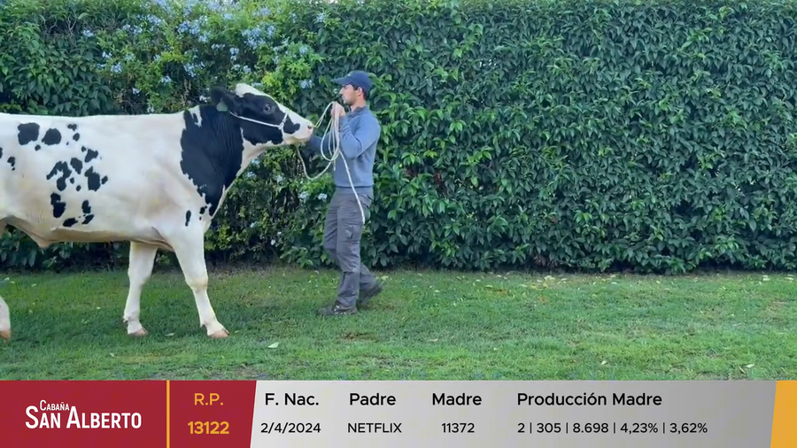 Lote Toros a remate en 40º Cabaña San Alberto, Canelones