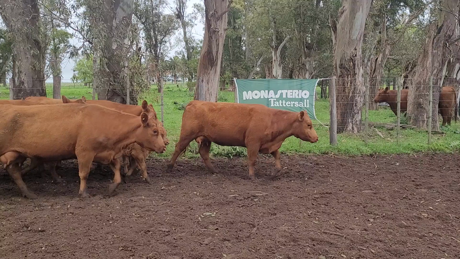 Lote 15 Vacas con Cría  en Buenos Aires, Saladillo