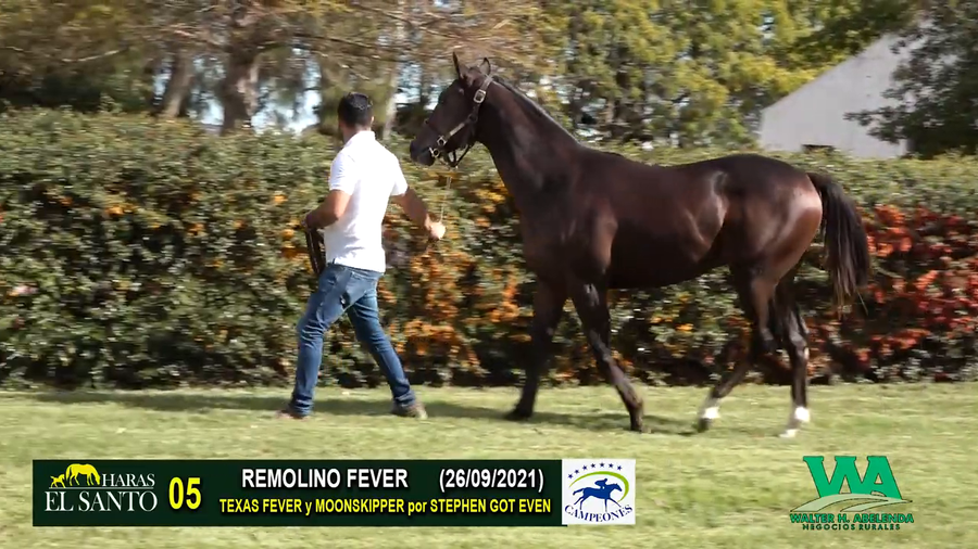 Lote REMOLINO FEVER