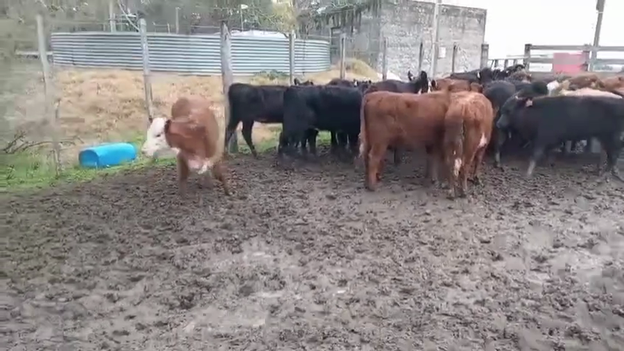 Lote TERNERAS