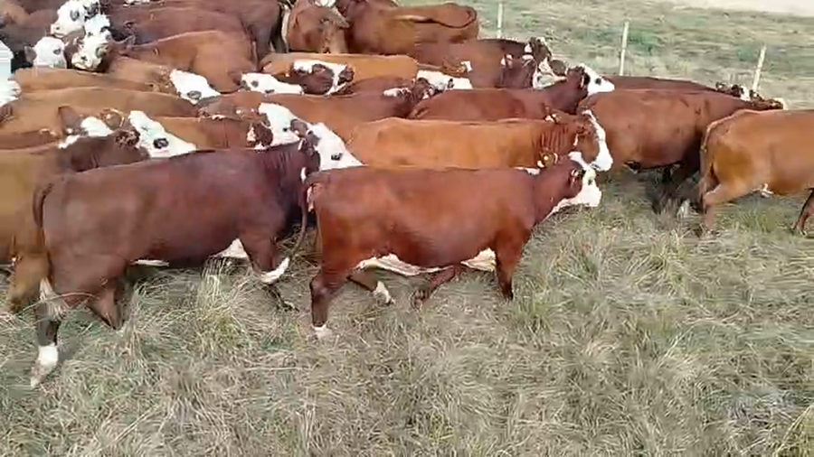 Lote 45 Vacas faena