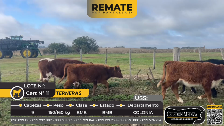 Lote 9 Terneras en Ruta 106 a 6 km de ruta 22 Colonia