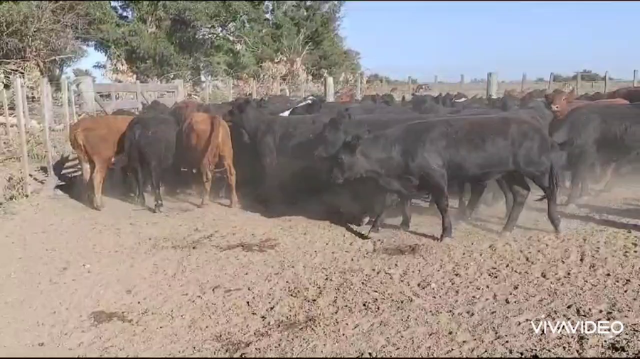 Lote 64 Vaquillonas en Brandsen, Buenos Aires