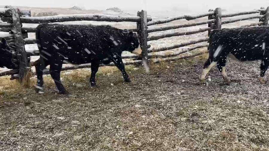 Lote 40 Novillo Engorda en XI Región Aysén, Coyhaique