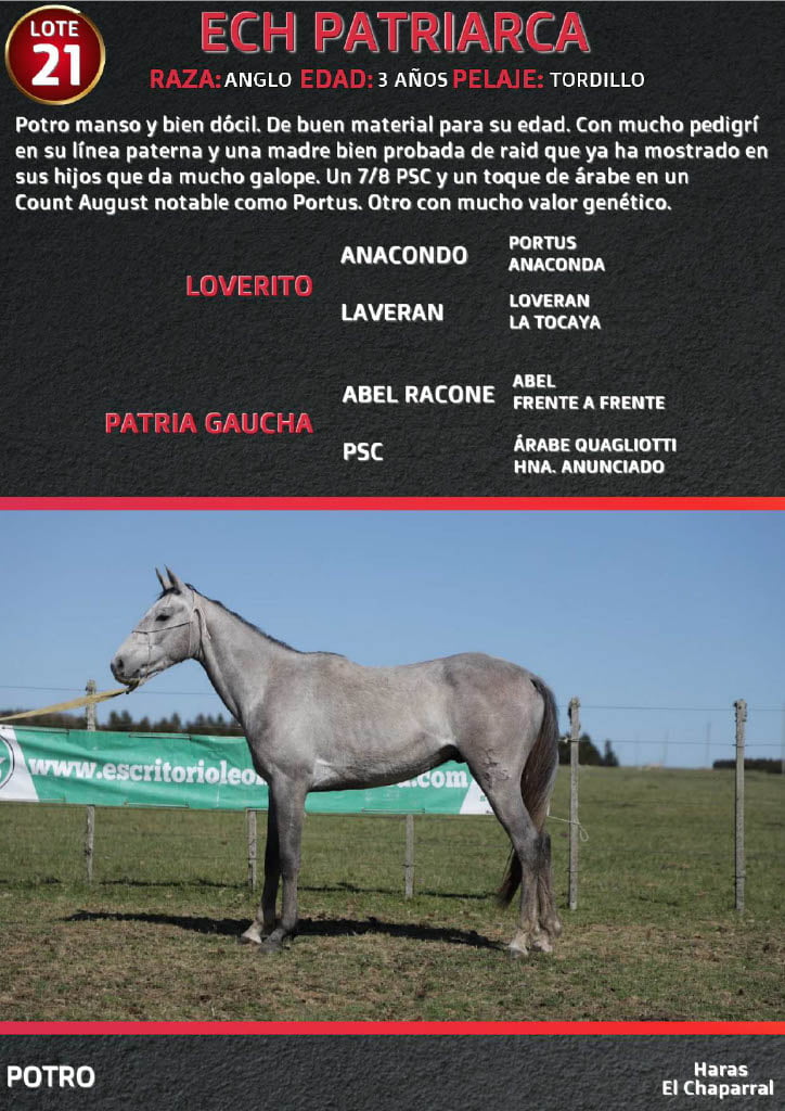 Lote ECH PATRIARCA