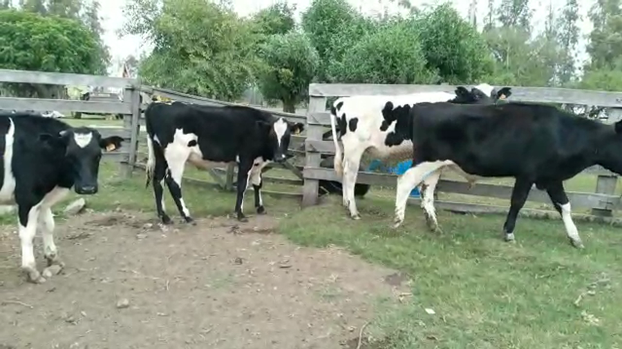 Lote NOVILLOS HOLANDO