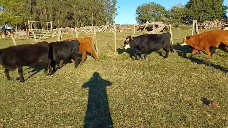 Lote NOVILLOS DE 1 A 2 AÑOS