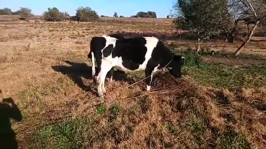 Lote 3 Vaquillonas 1 a 2 años a remate en PANTALLA CAMY 200kg - , San José