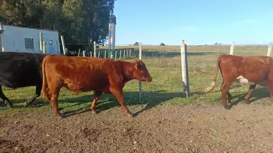 Lote NOVILLOS DE 1 A 2 AÑOS