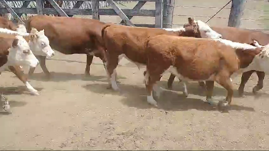 Lote 56 Terneros/as en Corrientes, Curuzú-Cuatiá