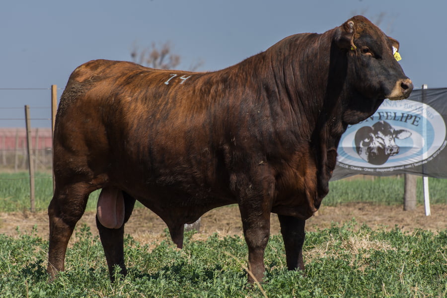 Lote Corral 34/35 - CABAÑA DON FELIPE