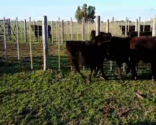 Lote 20 Terneros en BRANDSEN