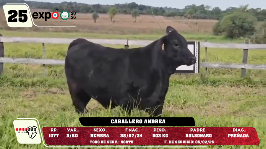 Lote LOTE 25