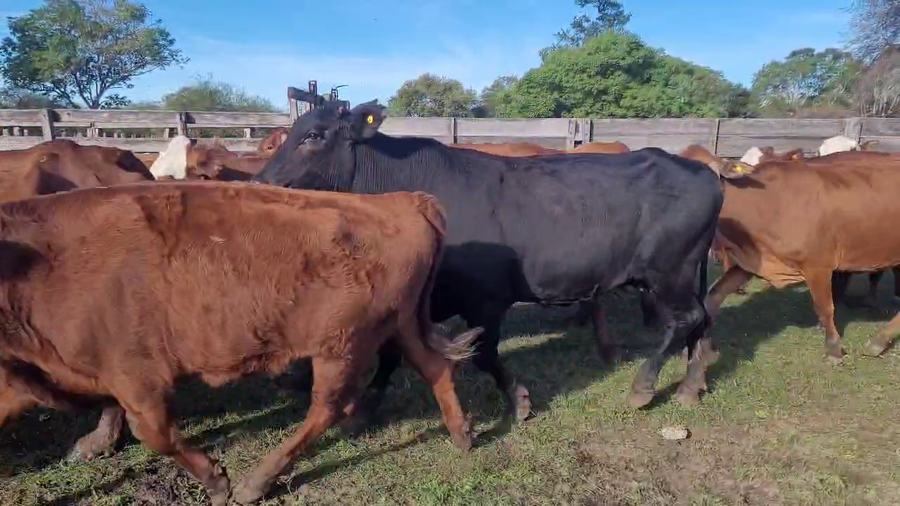 Lote 50 Vacas p/ invernar en Corrientes, San Luis del Palmar