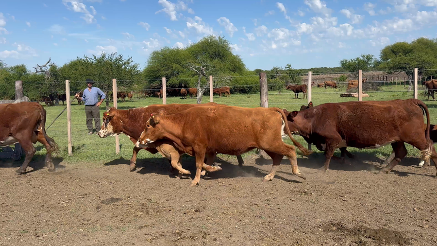 Lote 23 Vacas C/ cria en Entre Ríos, La Paz