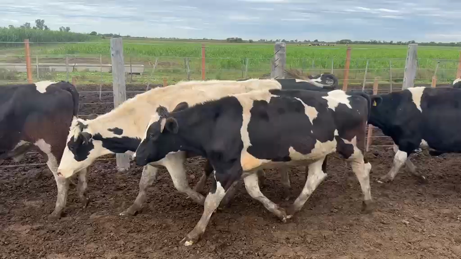 Lote 39 Novillo Holando Argentino en Ramona, Santa Fe