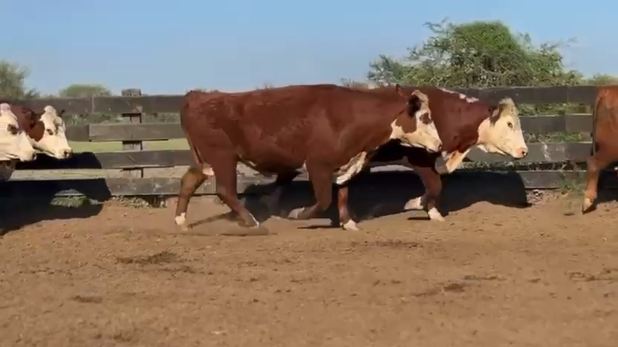 Lote 75 Novillos en Corrientes, Curuzú-Cuatiá