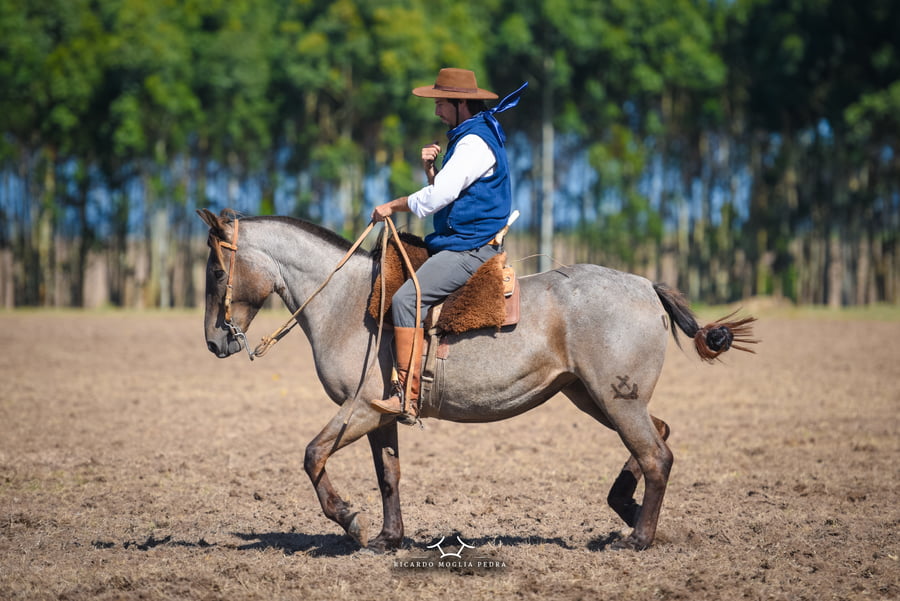 Lote RP 134 - Fueguina