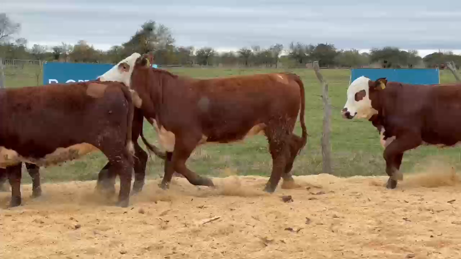 Lote Cabaña Olazul SA