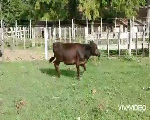 Lote 32 Terneras en Brandsen, Buenos Aires