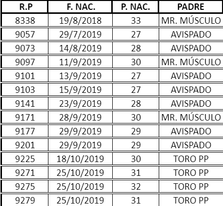 Lote VAQ. A. ANGUS NEGRAS P. CONTROLADAS C/GTÍA DE PREÑEZ