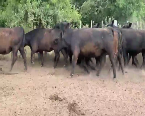 Lote 35 Vaquillonas P/ entorar en Lezama, Buenos Aires