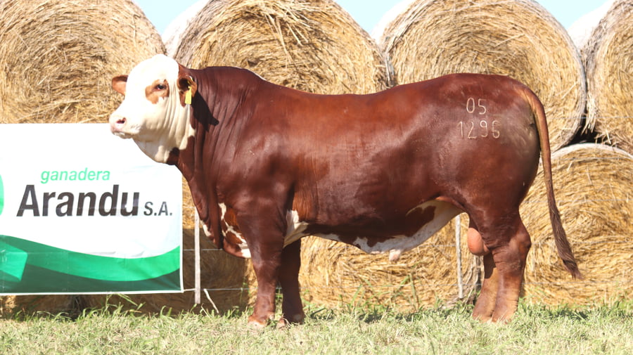 Lote LOTE 44