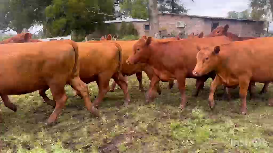 Lote 70 Vaquillonas c/garantía de preñez