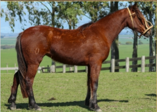 Lote PENDENCIERA 540 DE LA CASILLA