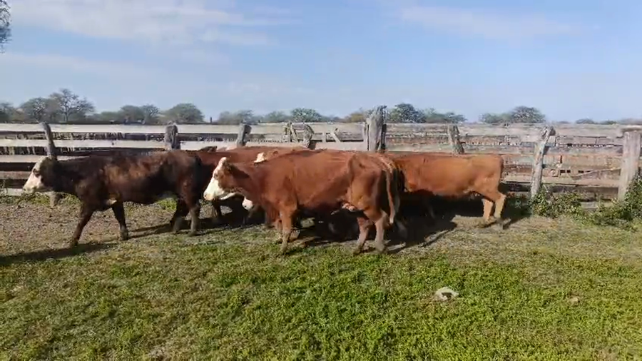 Lote 35 Vacas de invernar