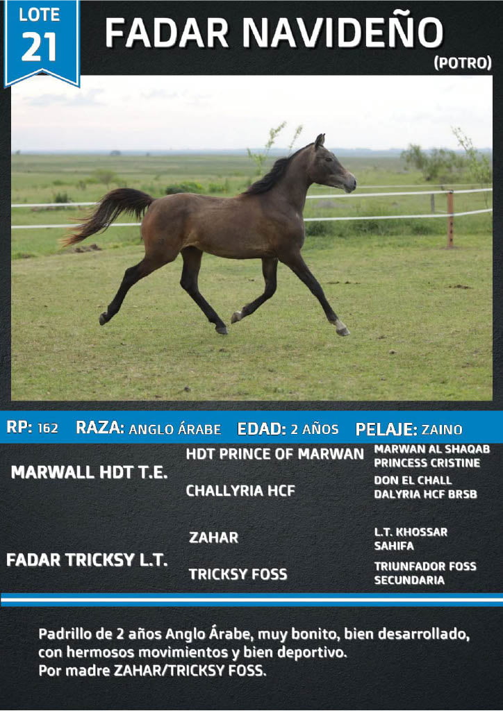 Lote FADAR NAVIDEÑO