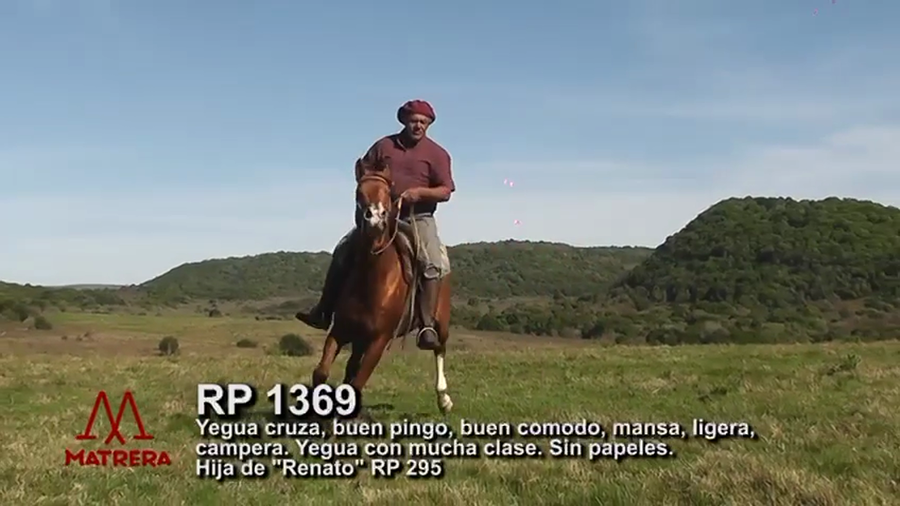 Lote MATRE REBEL PADDLE