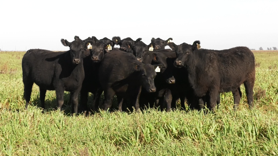 Lote VAQ. ANGUS NEGRAS  MAS C/GTÍA DE PREÑEZ