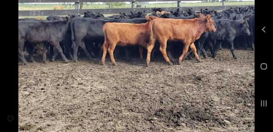 Lote 75 Terneros/as en Villaguay, Entre Ríos