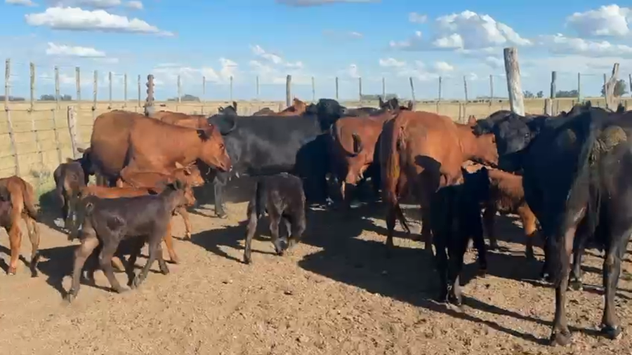 Lote 50 VACAS AL CTE NUEVAS