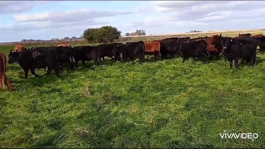 Lote 91 Vaquillonas C/ gtia de preñez en Ayacucho, Buenos Aires