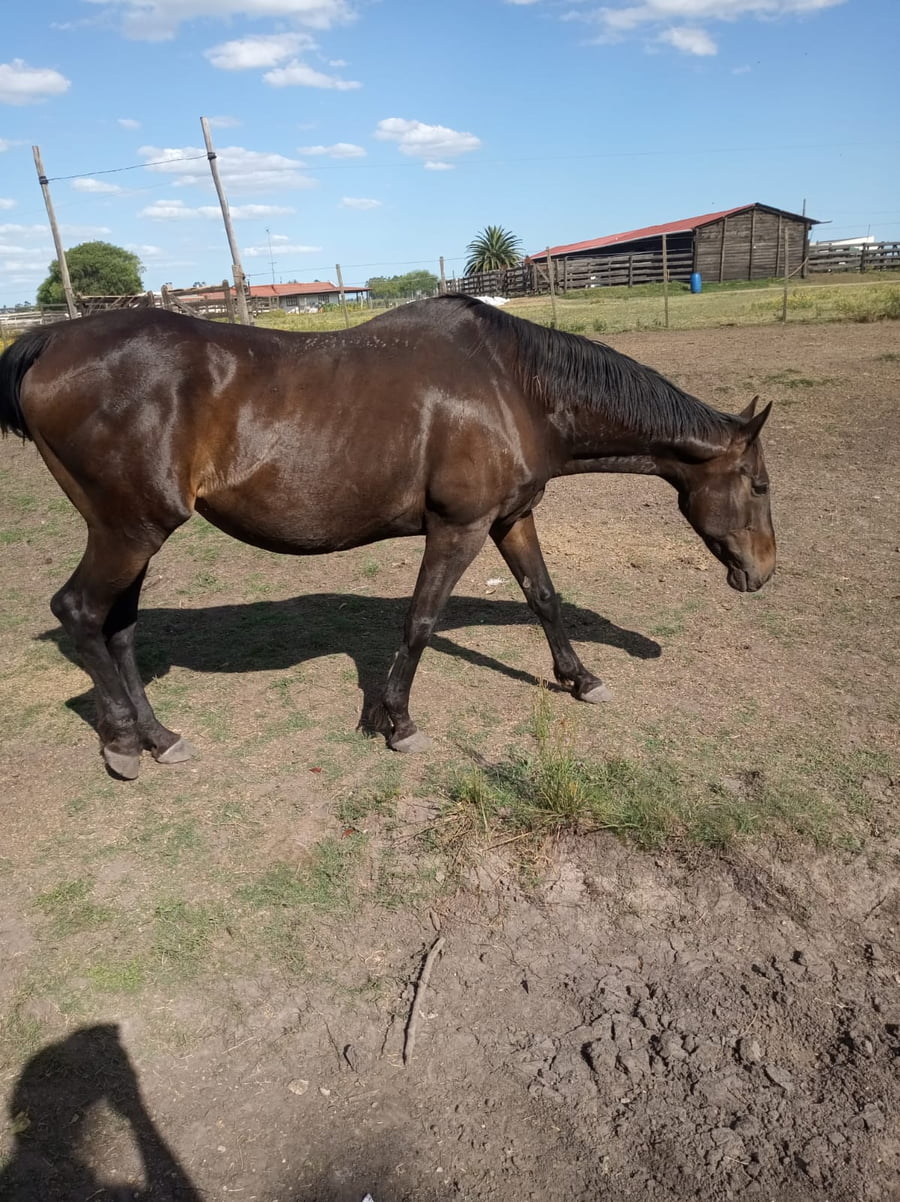 Lote LA PELETI (ARG)